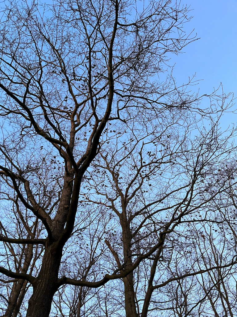 Jackdaws in Tree, Center Parcs Het Heijderbos, Heijen, the Netherlands